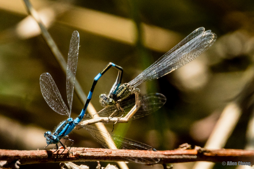 Wildlife